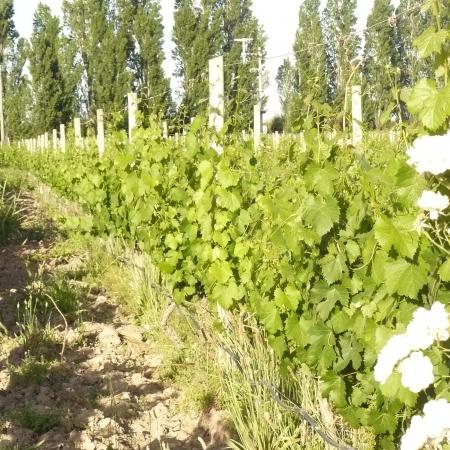 Ver imagen más grande