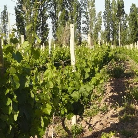 Ver imagen más grande