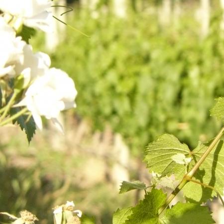 Ver imagen más grande